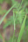 Propeller flower